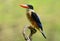 Black-capped Kingfisher(Halcyon pileata)