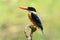 Black-capped Kingfisher(Halcyon pileata)