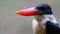 Black-capped Kingfisher Halcyon pileata Beautiful Birds of Thailand
