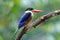 Black-capped Kingfisher Halcyon pileata Beautiful Birds of Thailand