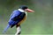 Black-capped kingfisher (Halcyon pileata) beautiful blue wings b