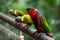 Black-capped lories (Lorius lory)