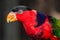 Black-capped Lorikeet Bird