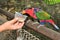 Black-capped Lory