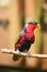 Black Capped Lory