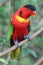 Black capped lory bird perched on tree branch