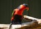 Black-capped lory colourful bird in bright sunlight