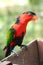 Black Capped Lory feeding