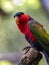 black-capped lory, Lorius lory erythrothorax, is a fairly large beautifully colored parrot