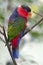 Black Capped Lory Parrot