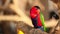 Black-capped lory, Scientific name