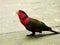 A Black-capped lory on walking around his house. Tricolour parrot standing on the floor and waiting on something