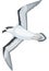 Black Capped Petrel Flying Illustration