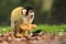 Black-capped squirrel monkey