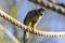 A Black-capped squirrel monkey
