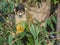 Black-capped squirrel monkey in the London Zoo.