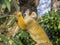 Black-capped squirrel monkey in the London Zoo.