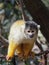 Black-capped squirrel monkey (Saimiri boliviensis)