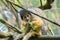 Black-capped squirrel monkey Saimiri boliviensis, eating shoots