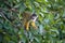 Black-capped squirrel, Saimiri boliviensis, monkey, Lake Sandoval, Amazonia, Peru