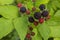 Black Caps Berries