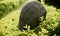 Black caps hanging on leaves of green plants