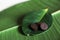 Black capsules on a green ficus leaf