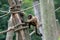 Black Capuchin Monkey on a climbing tree