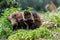 Black Capuchin Monkey with its hands to his face