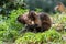 Black Capuchin Monkey looking at his own hands