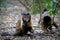 Black capuchin monkeys in South Africa