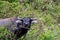 Black carabao bull portrait, asian farm animal photo. Free range pasture for farm animal. Carabao bull rural scene