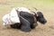 Black carabao resting on the ground with a sack tied on its back