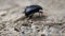 Black carabus beetle in natural environment