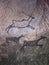 Black carbon paint of deer on sandstone wall, prehistoric picture