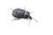 Black carion beetle, Slakkenaaskever, Phosphuga atrata