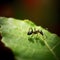 Black Carpenter Ant on Leaf