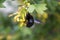 Black carpenter bee on a flower