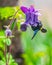 Black Carpenter Bee gathering flower pollen