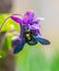 Black Carpenter Bee gathering flower pollen