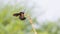A Black Carpenter bee (genus xylocopa) close up macro shot various background