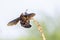 A Black Carpenter bee (genus xylocopa) close up macro shot various background