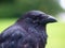 Black Carrion Crow portrait