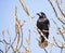 Black Carrion Crow sitting on a tree