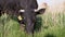 Black Cash Cow Grazes in a Beautiful Meadow, Eating Green Grass. 4K