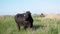 Black Cash Cow Grazes in a Beautiful Meadow, Looks in the Camera Lens. 4K