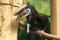 Black-casqued hornbill