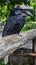 Black-casqued hornbill 2