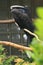 Black-casqued hornbill