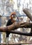 Black Casqued Hornbill (Ceratogymna atrata) Outdoors